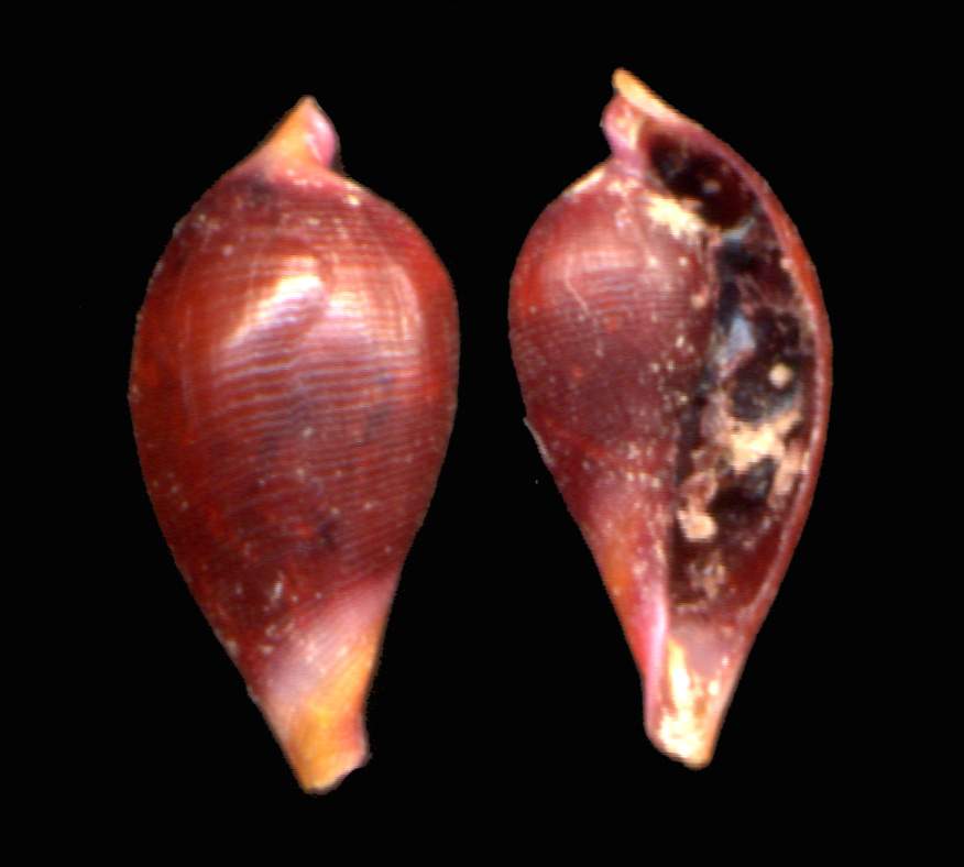 Pododemus patelliformis